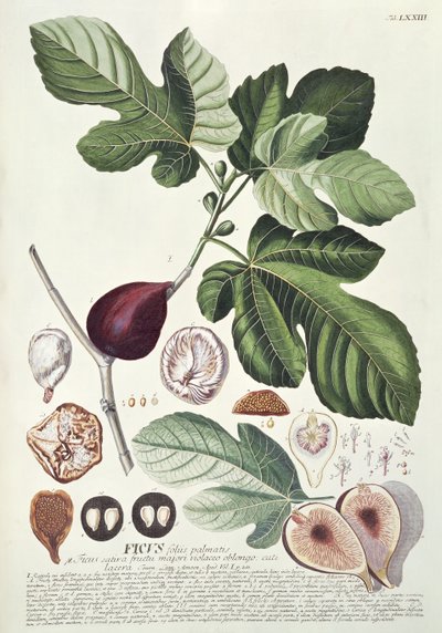 Ficus (Fig) by Georg Dionysius Ehret